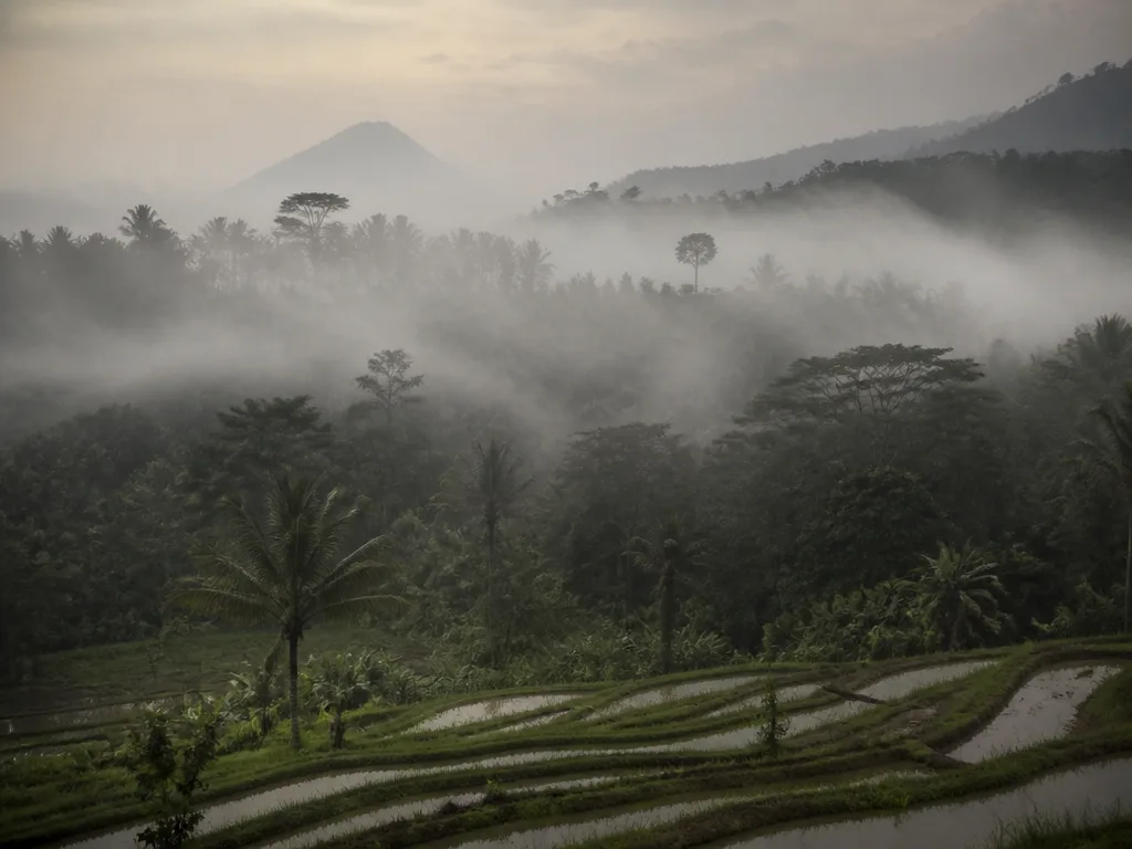 Tät djungelvegetation i Sydostasien i disigt morgonljus, symbol för Vietnamkriget